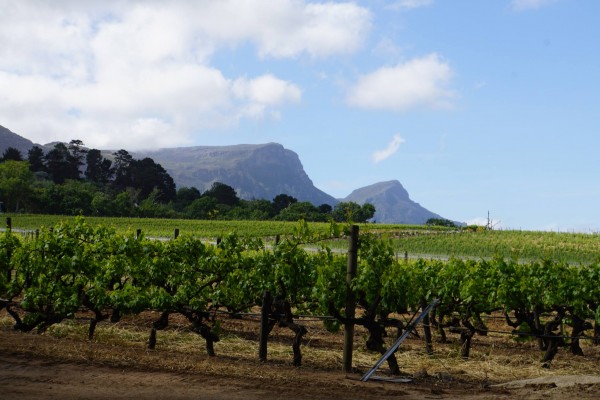 Weinbaule