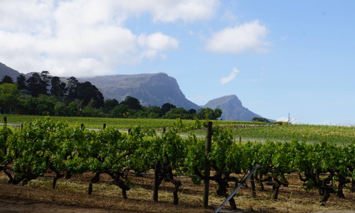 Weinbaule